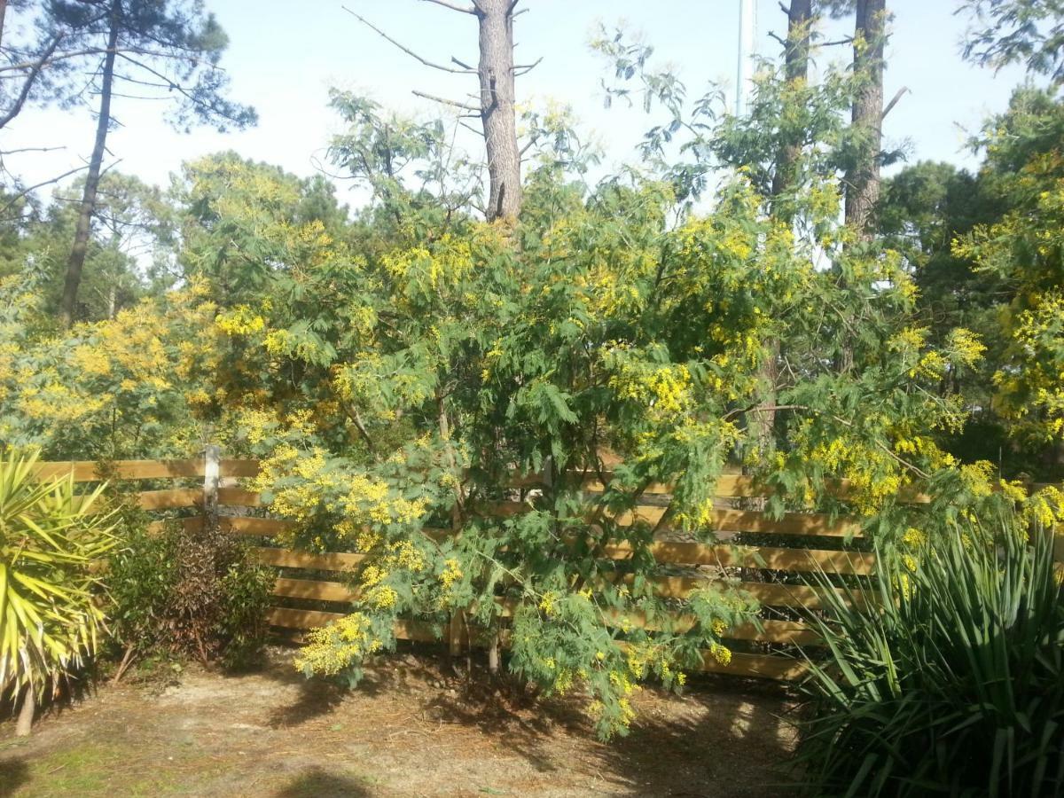 Location Maison Lacanau Ocean מראה חיצוני תמונה